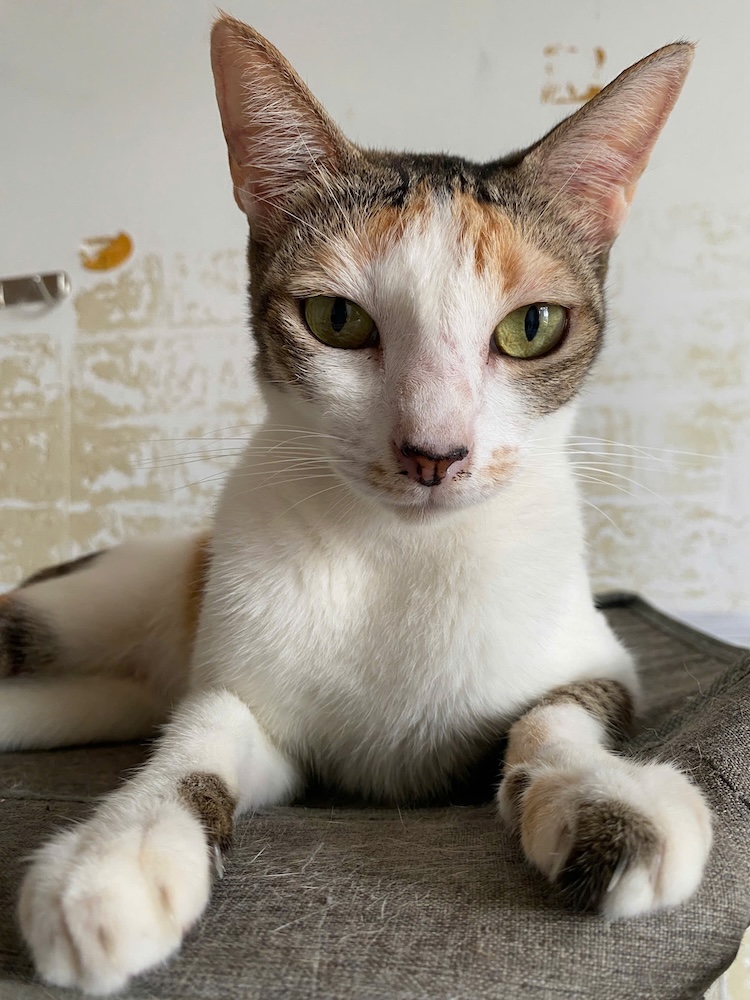 Miso