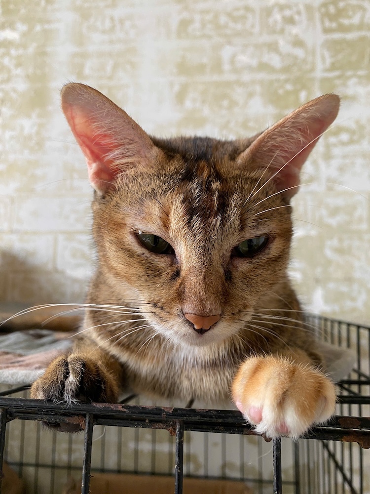Múp Lụa